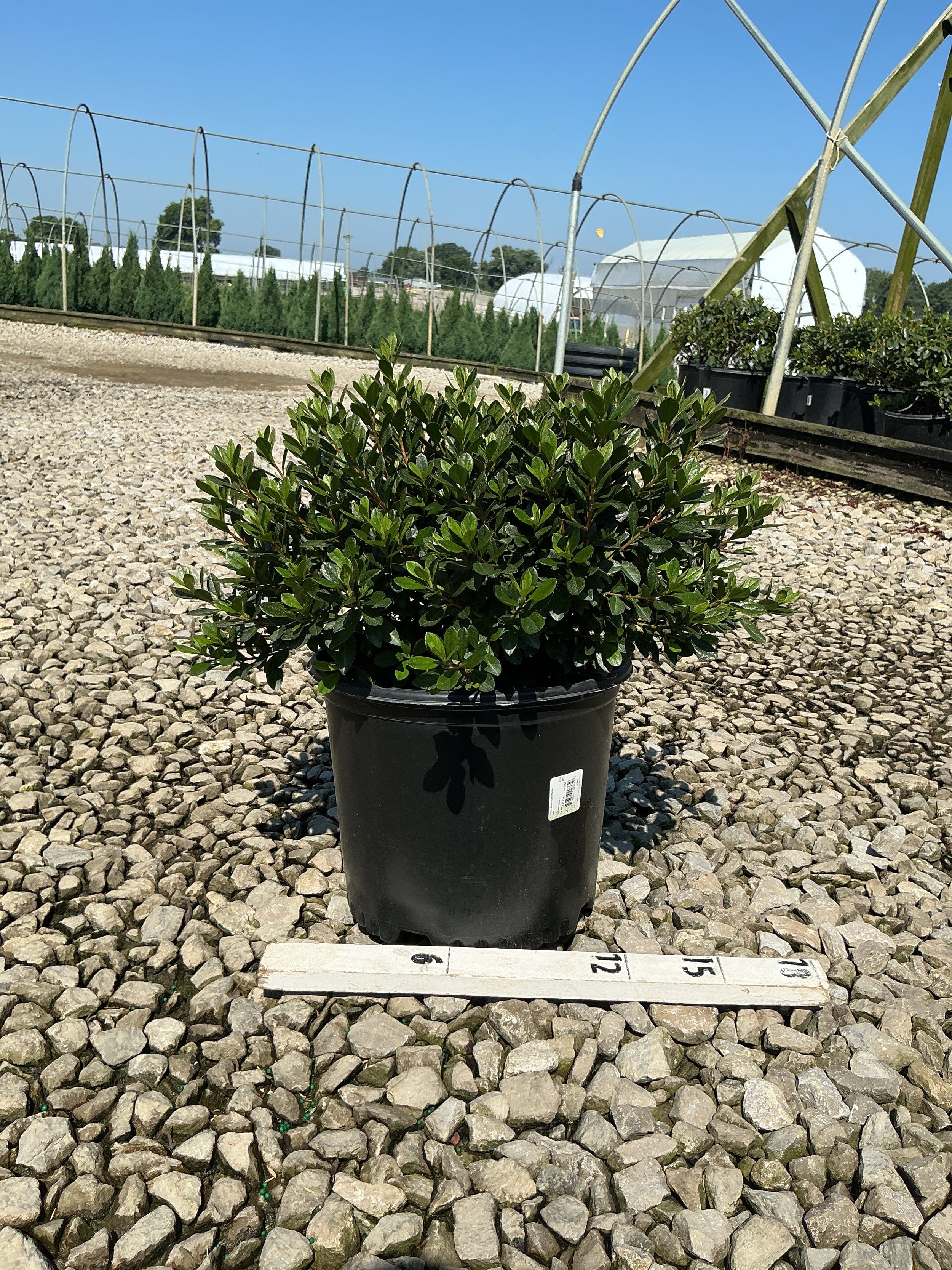 Azalea 'Bixby's Northern Red'