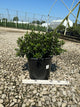 Azalea 'Bixby's Northern Red'