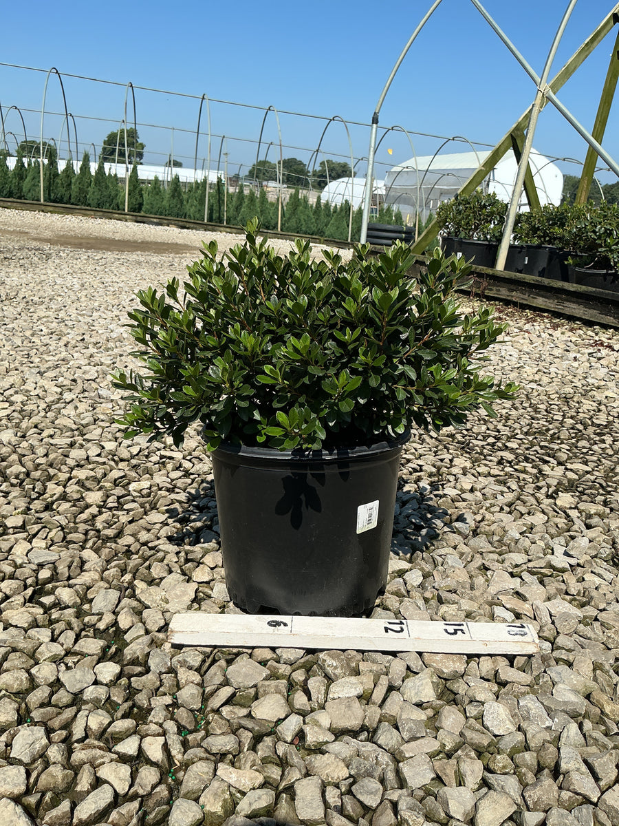 Azalea 'Bixby's Northern Red' â€” G3 15