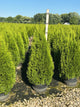 Thuja occidentalis 'Smaragd'