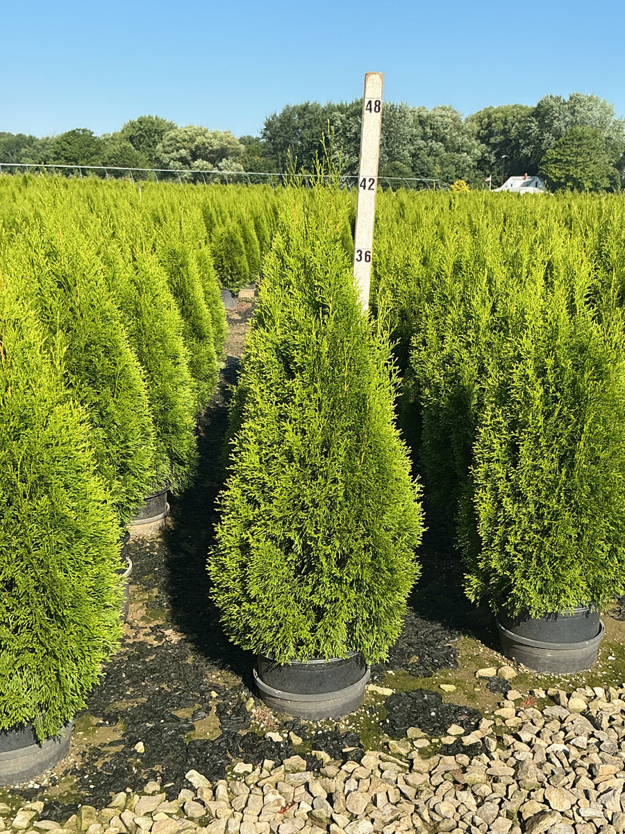 Thuja occidentalis 'Smaragd' â€” G3 36
