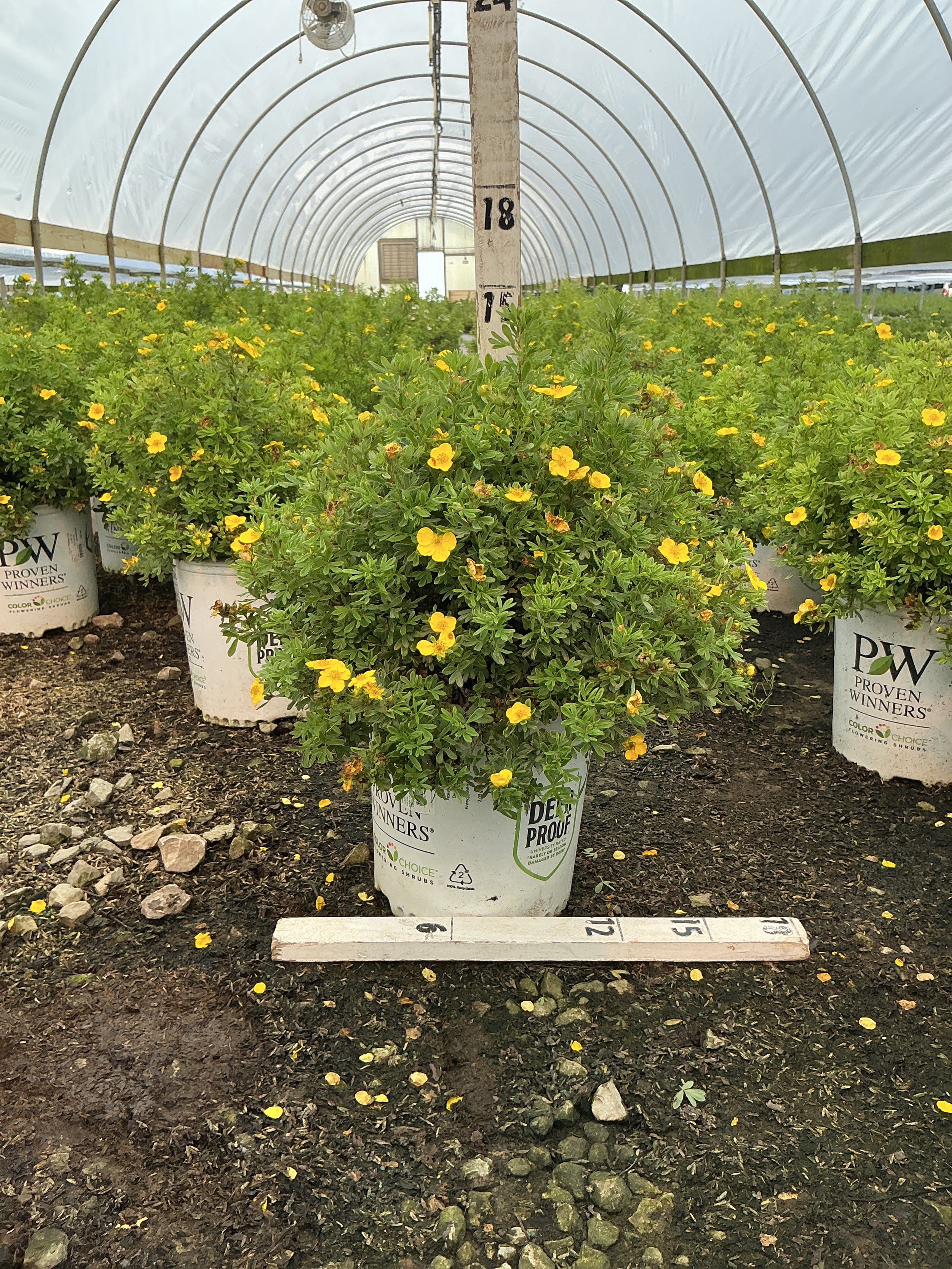 Potentilla 'Happy Face Yellow'