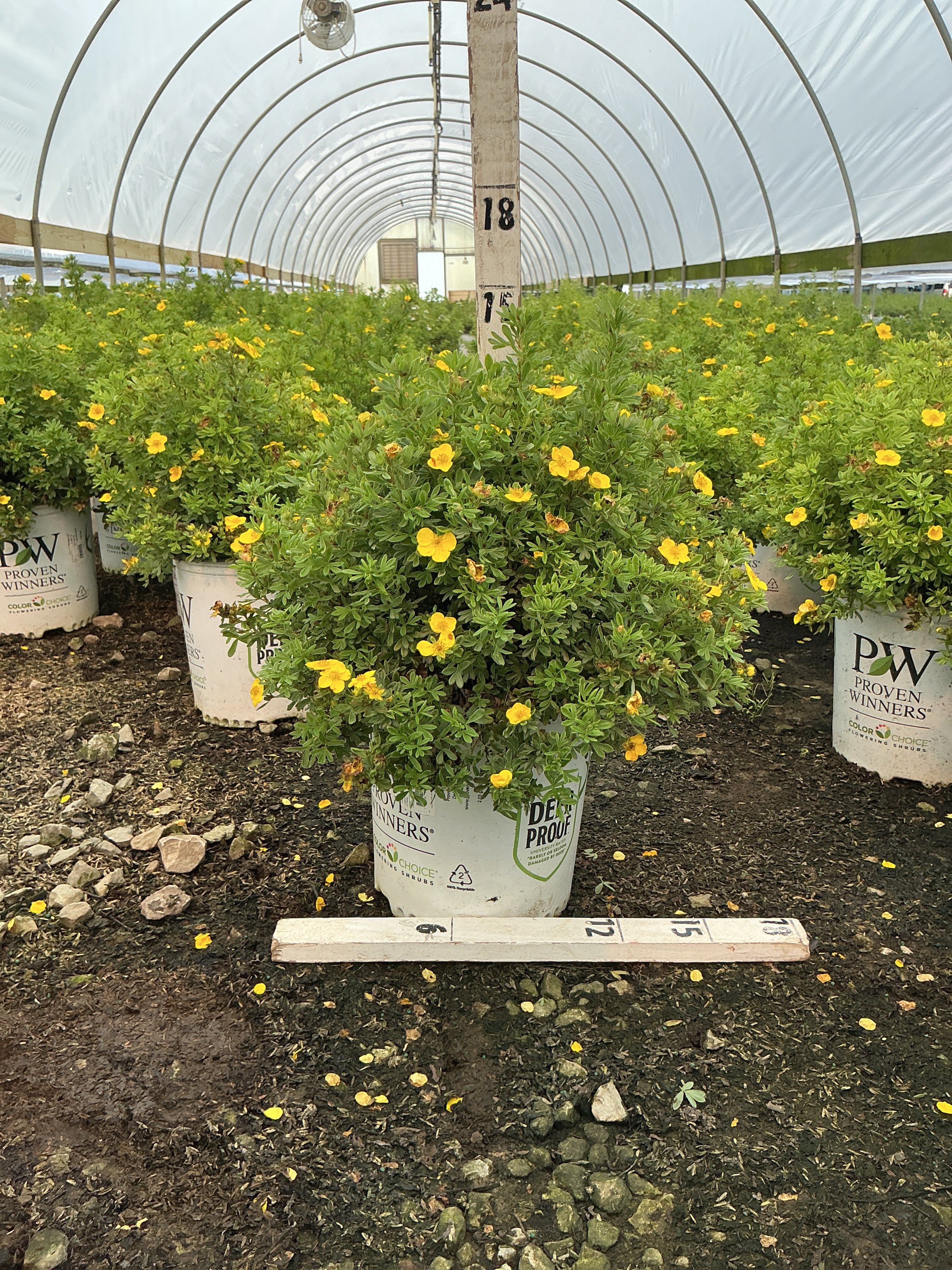Potentilla 'Happy Face Yellow'