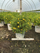 Potentilla 'Happy Face Yellow'