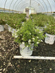 Potentilla 'Happy Face White'
