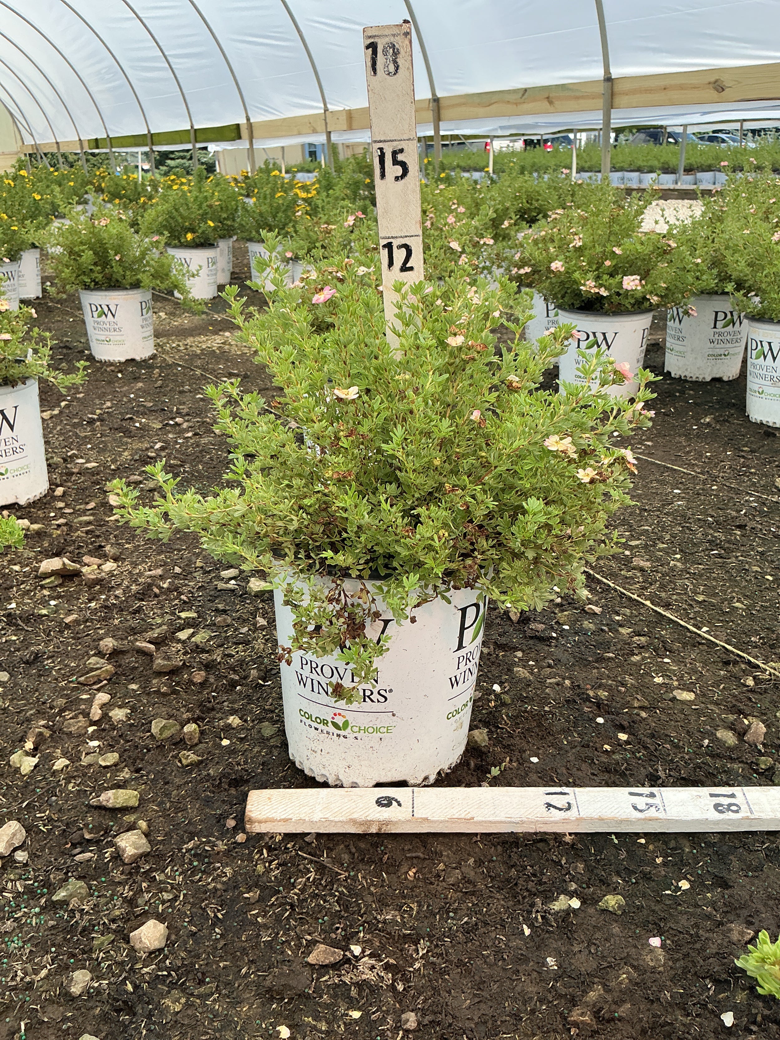 Potentilla 'Happy Face Hearts'