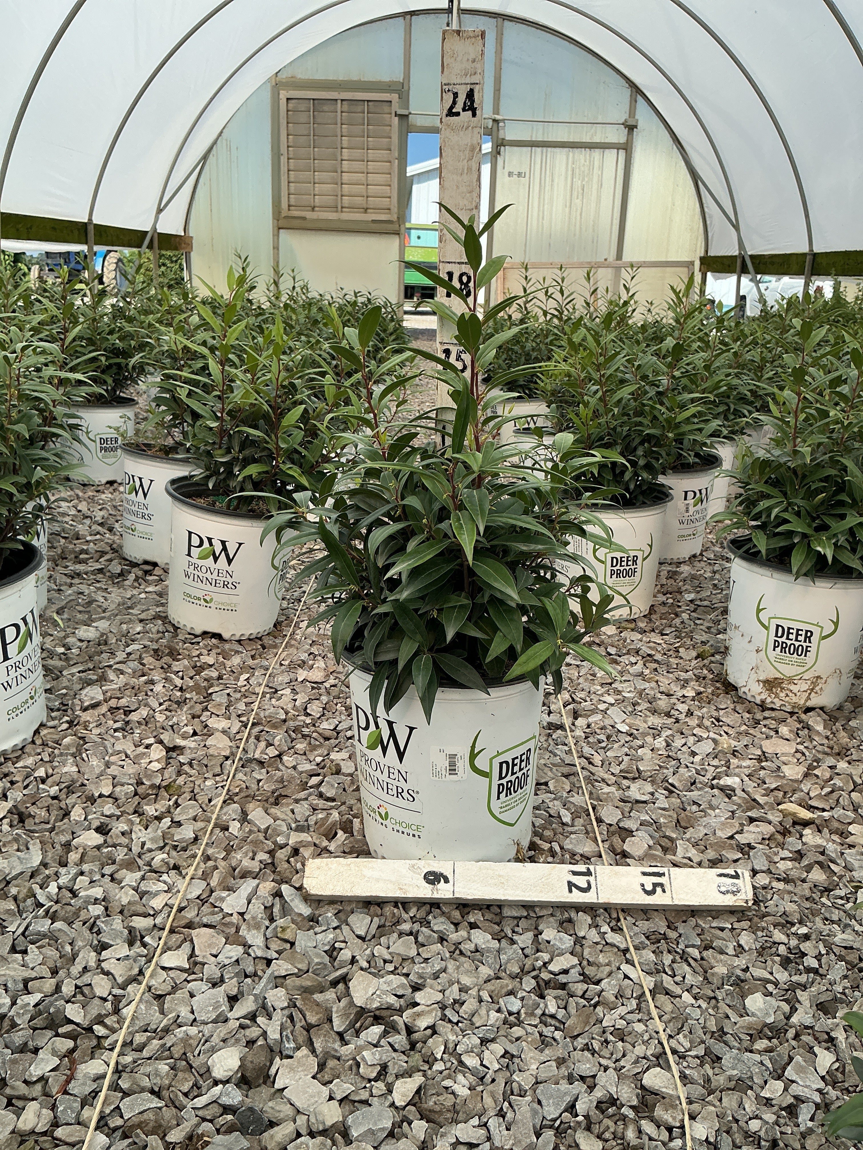 Sarcococca 'Sweet & Lo'