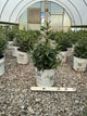 Sarcococca 'Sweet & Lo'