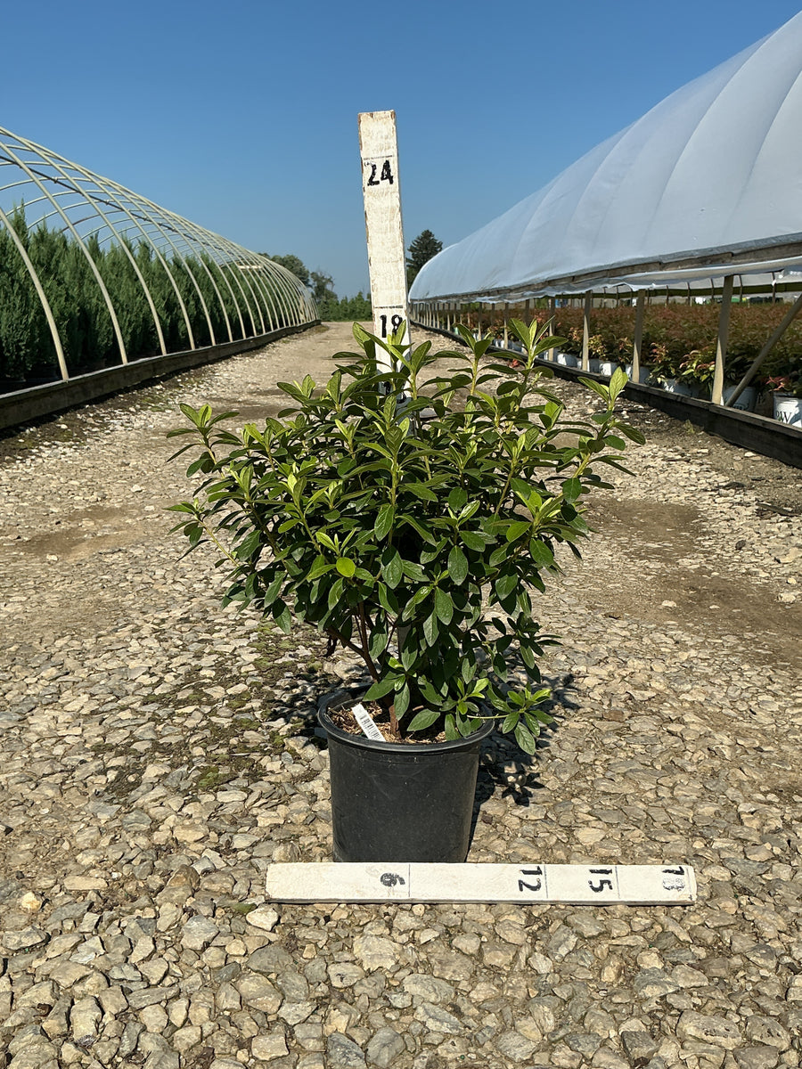 Azalea x 'Cascade' â€” 19CM