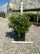 Azalea x 'Girard Hot Shot'