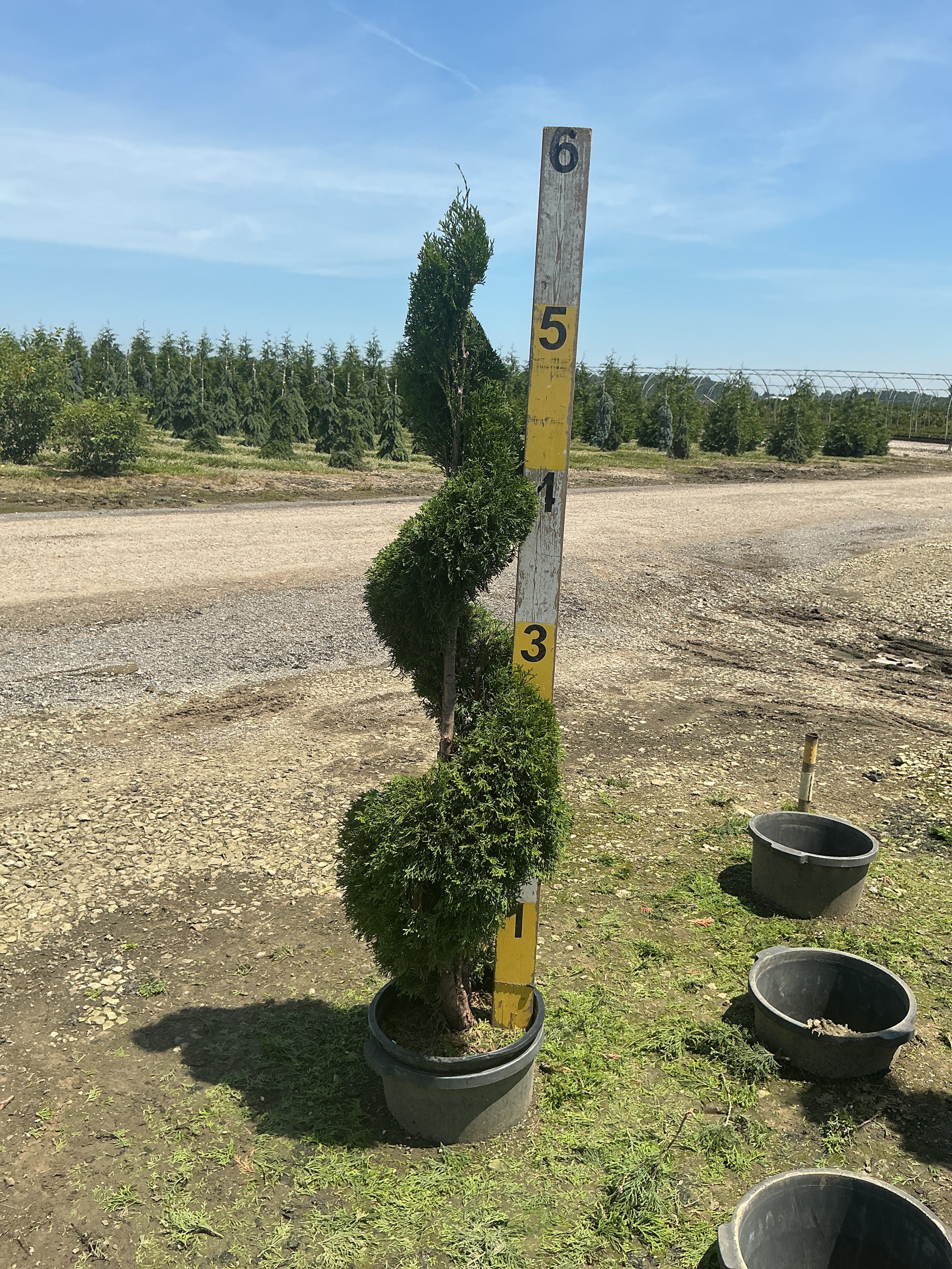 Thuja occidentalis 'Smaragd'