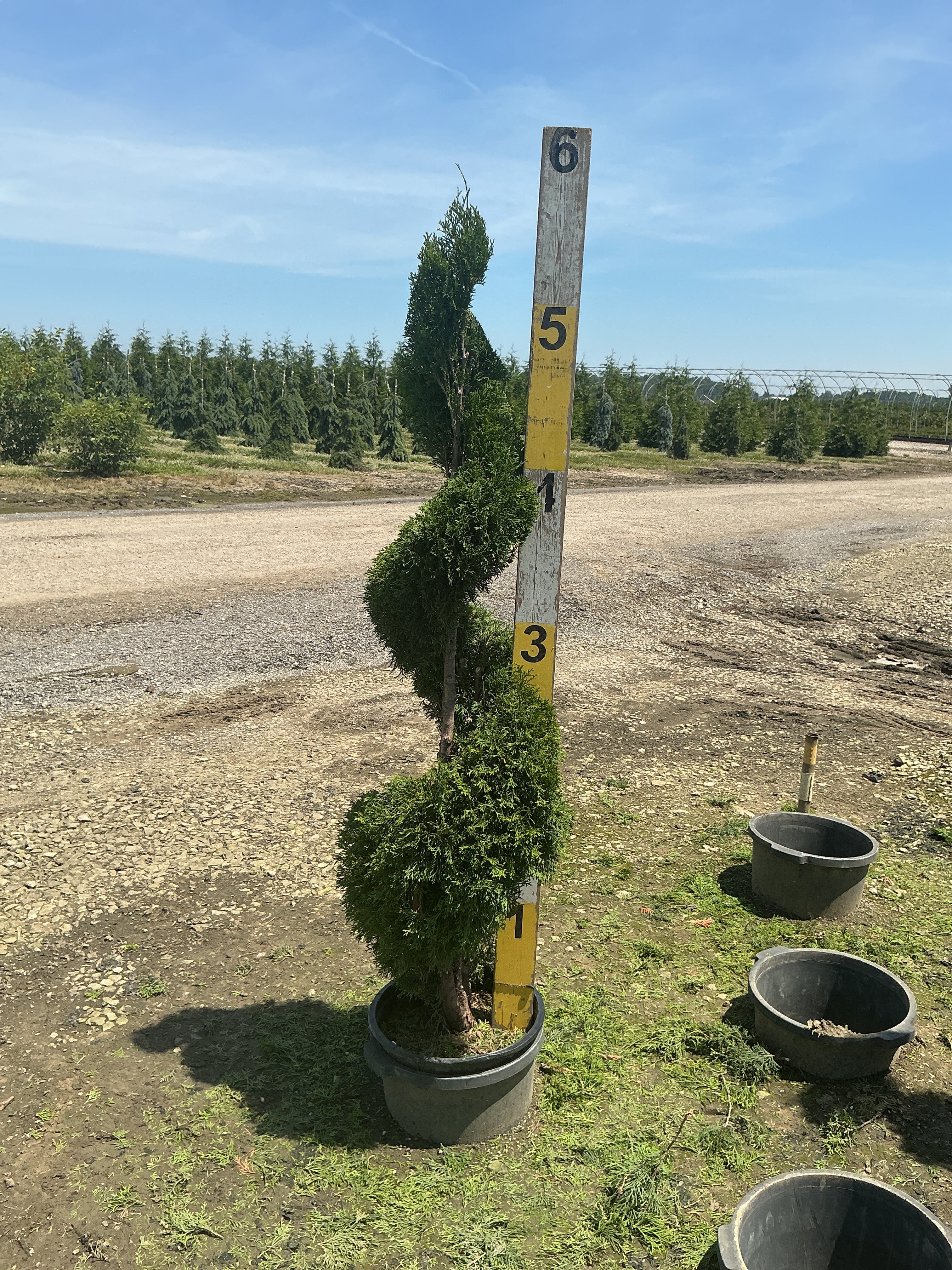 Thuja occidentalis 'Smaragd'