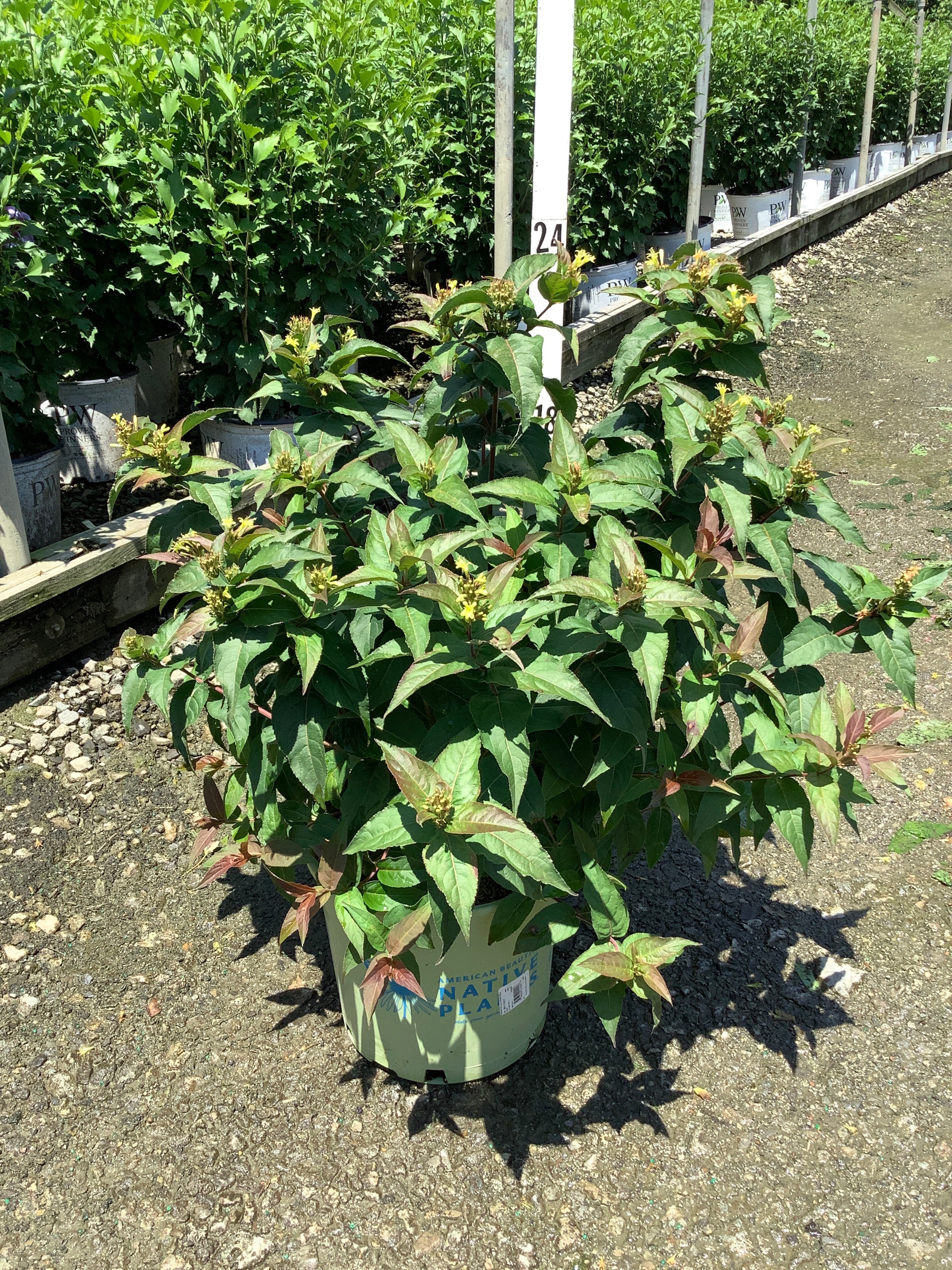 Diervilla lonicera 'Ru-Bee Wren'
