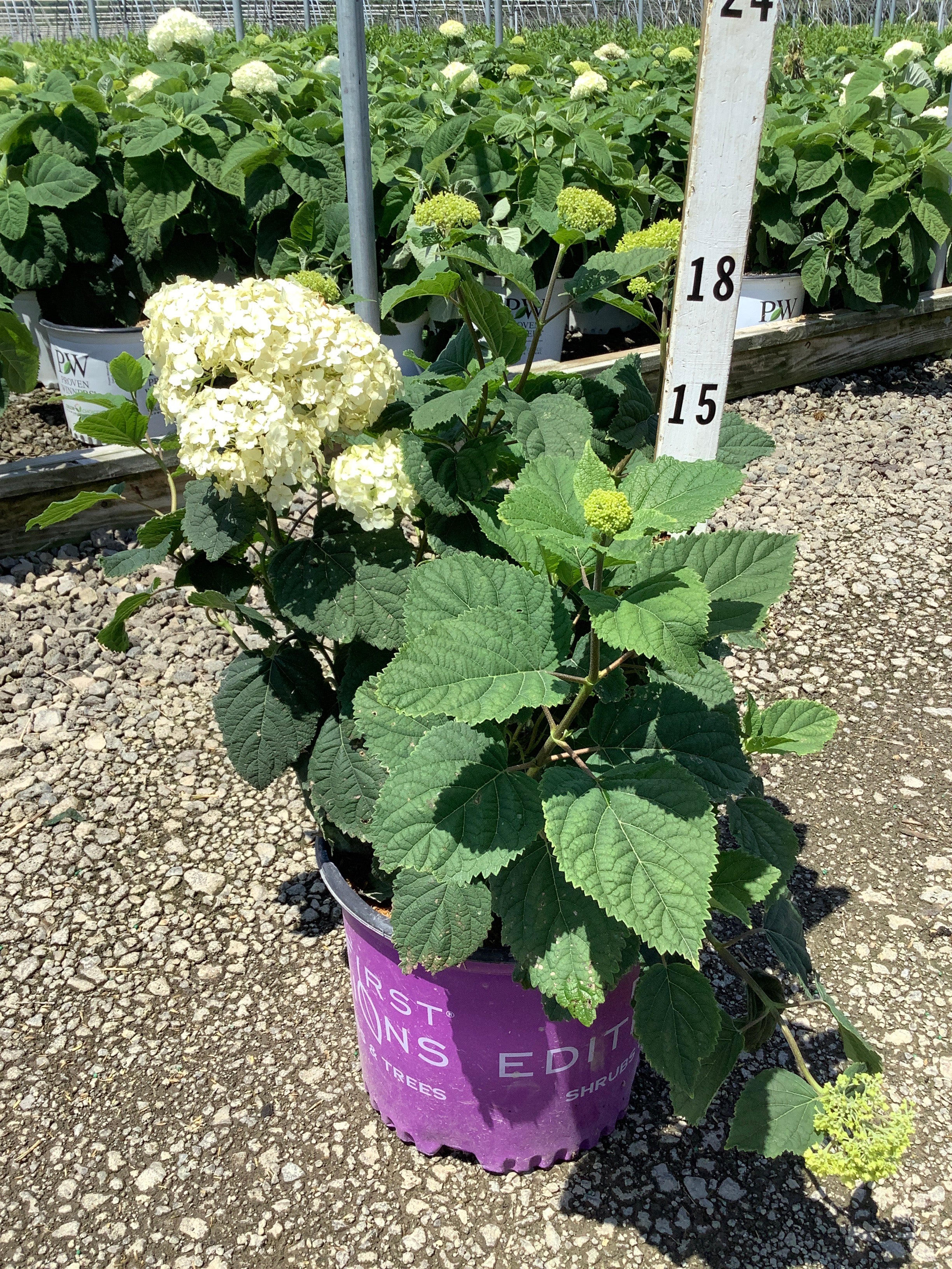 Hydrangea arborescens 'Flowerfull'