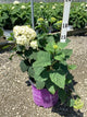 Hydrangea arborescens 'Flowerfull'