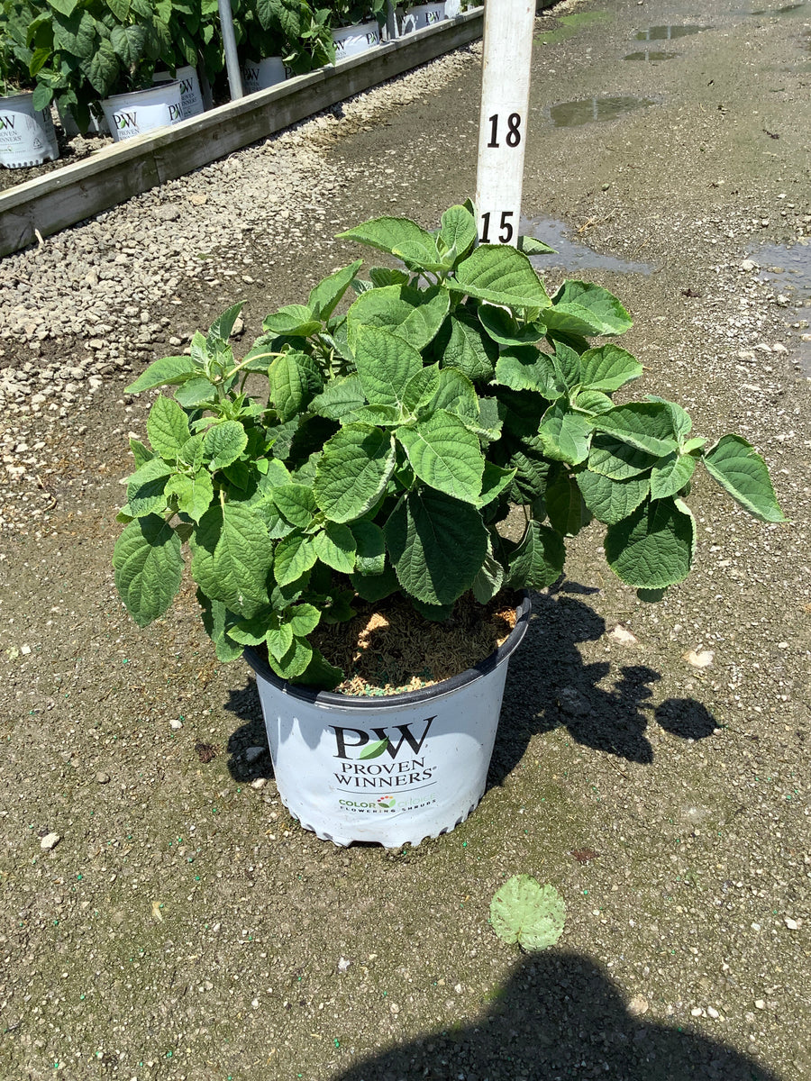 Hydrangea arborescens 'Abetwo' â€” G3 PW