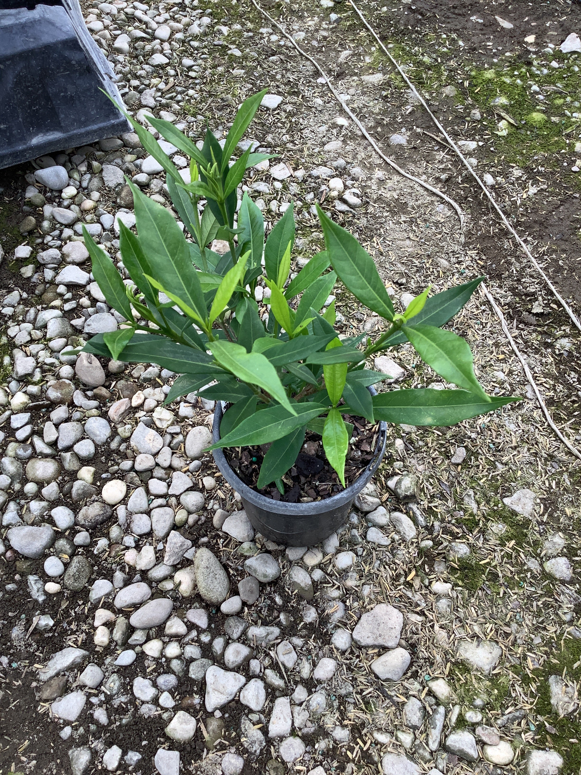 Gardenia jasminoides 'Radicans'