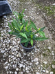 Gardenia jasminoides 'Radicans'