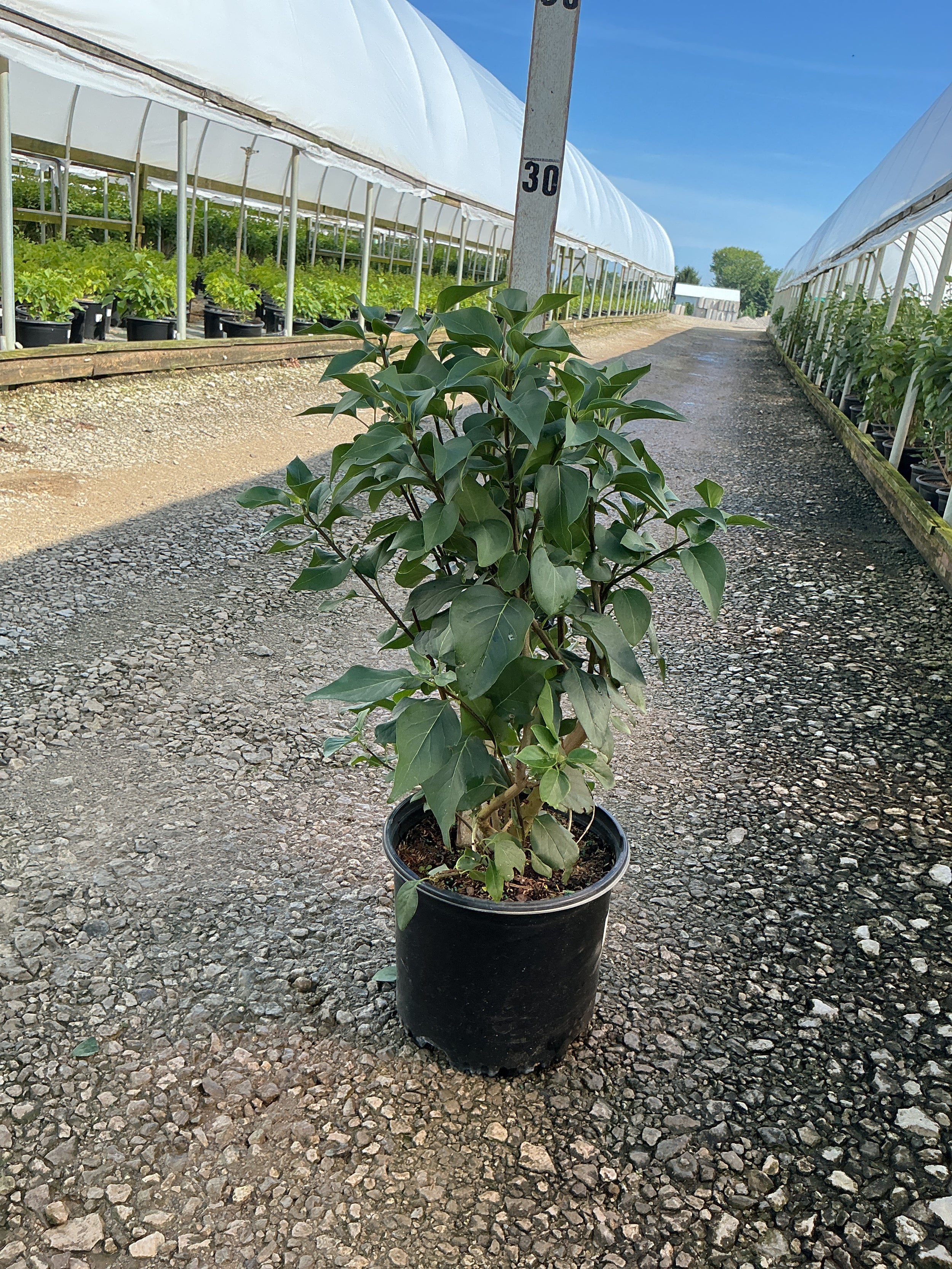 Syringa vulgaris