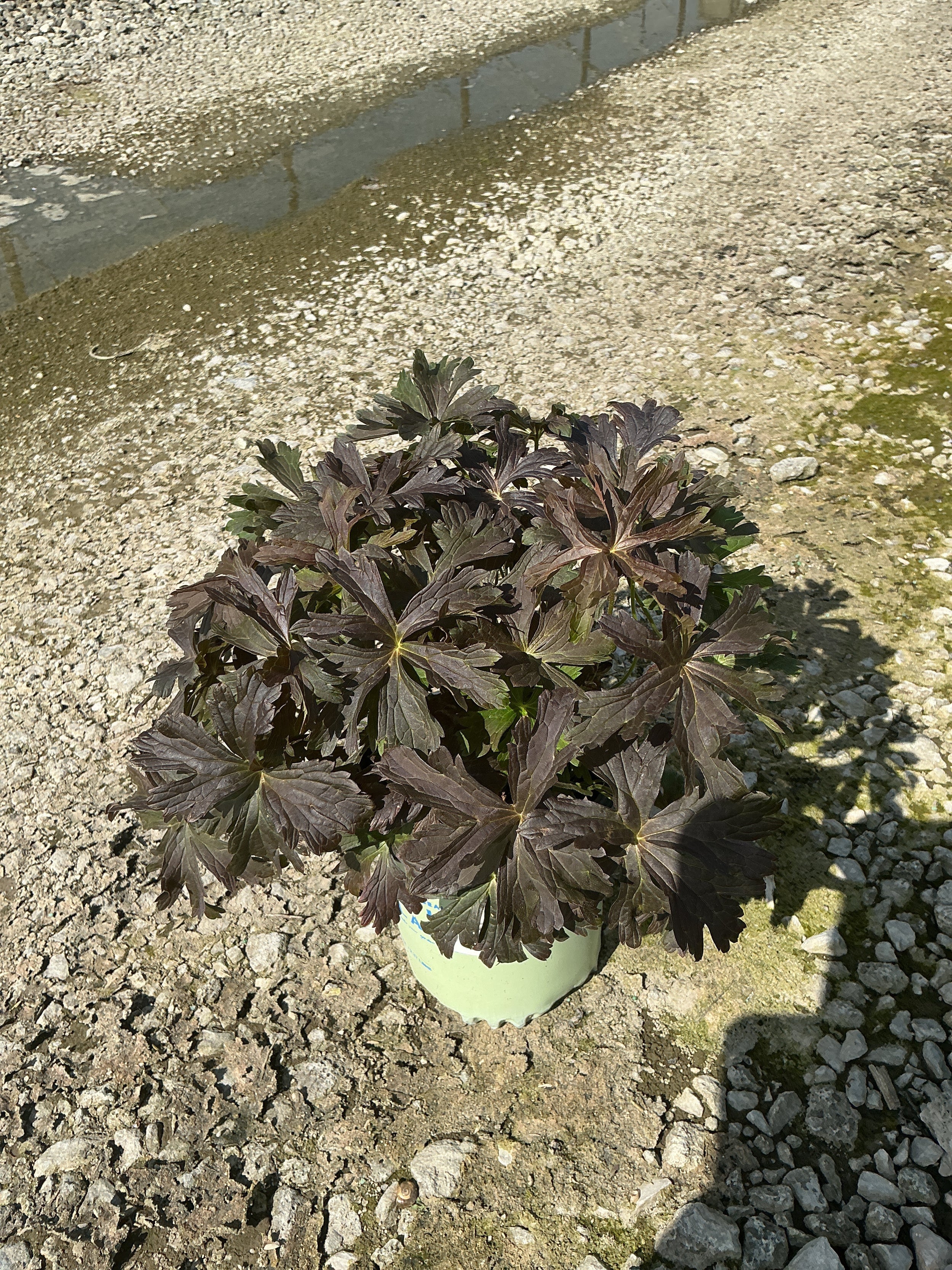 Geranium maculatum 'Dark Roast'