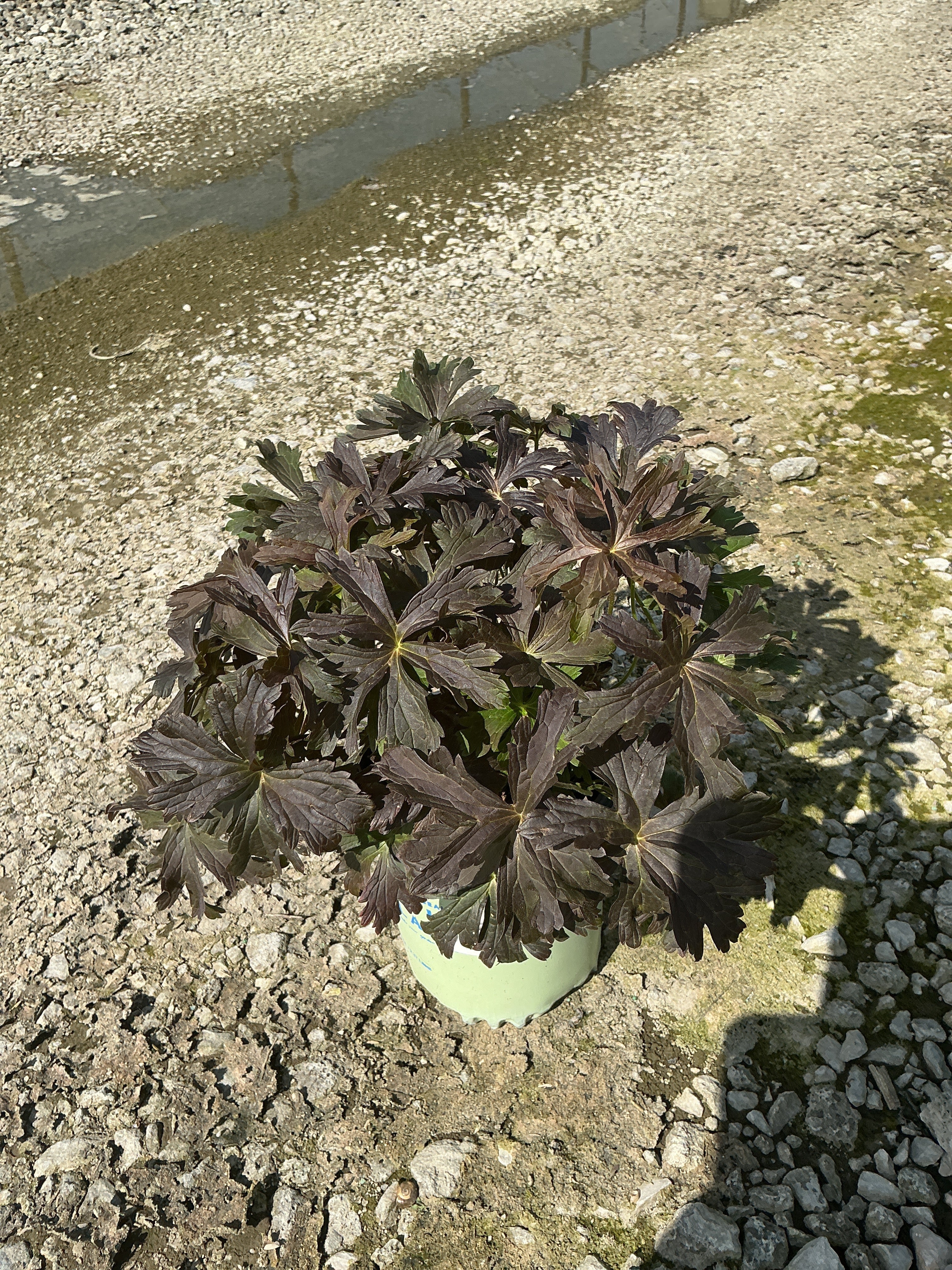 Geranium maculatum 'Dark Roast'