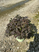 Geranium maculatum 'Dark Roast'