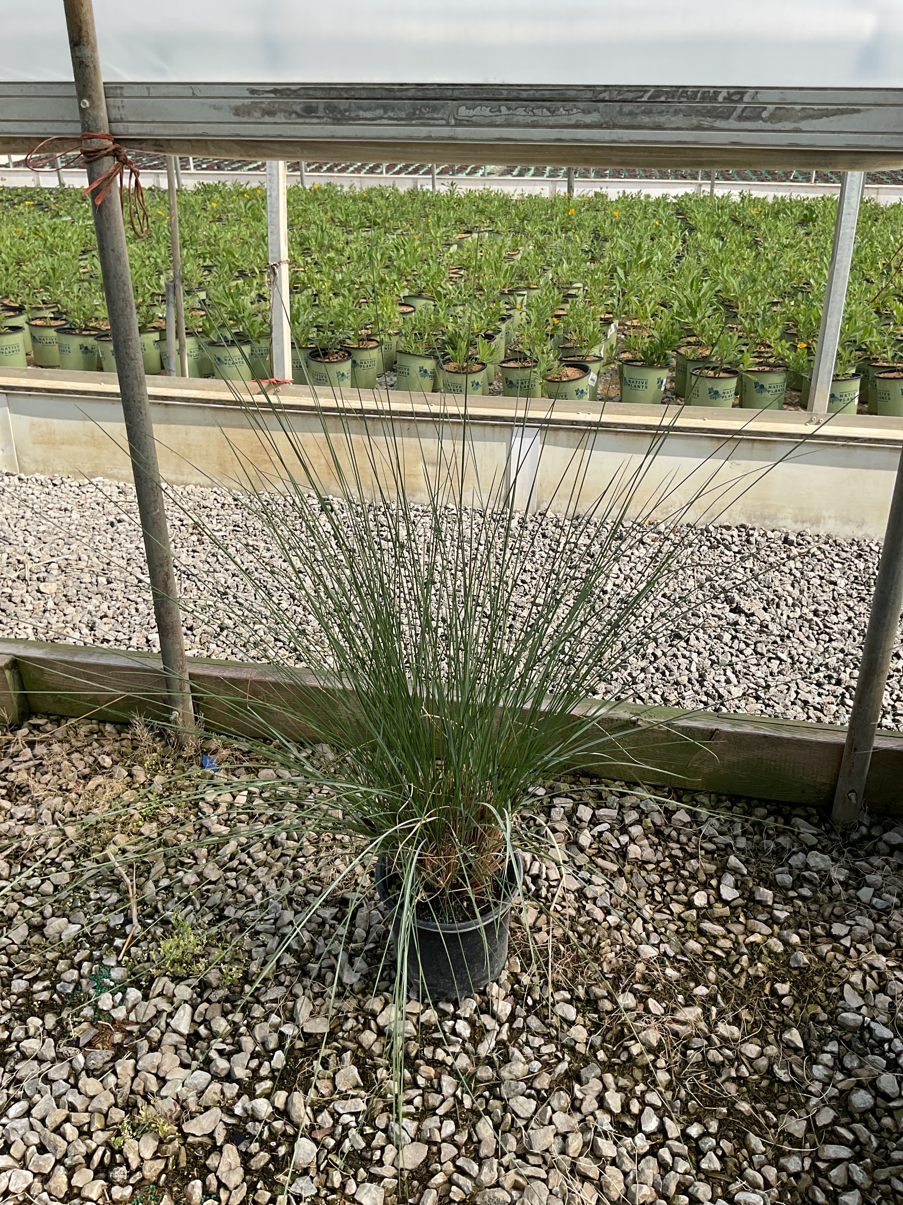 MUHLENBERGIA 'Muhlenbergia Capillaris'