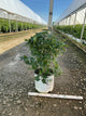 Syringa x hyacin. 'Scentara Pura'