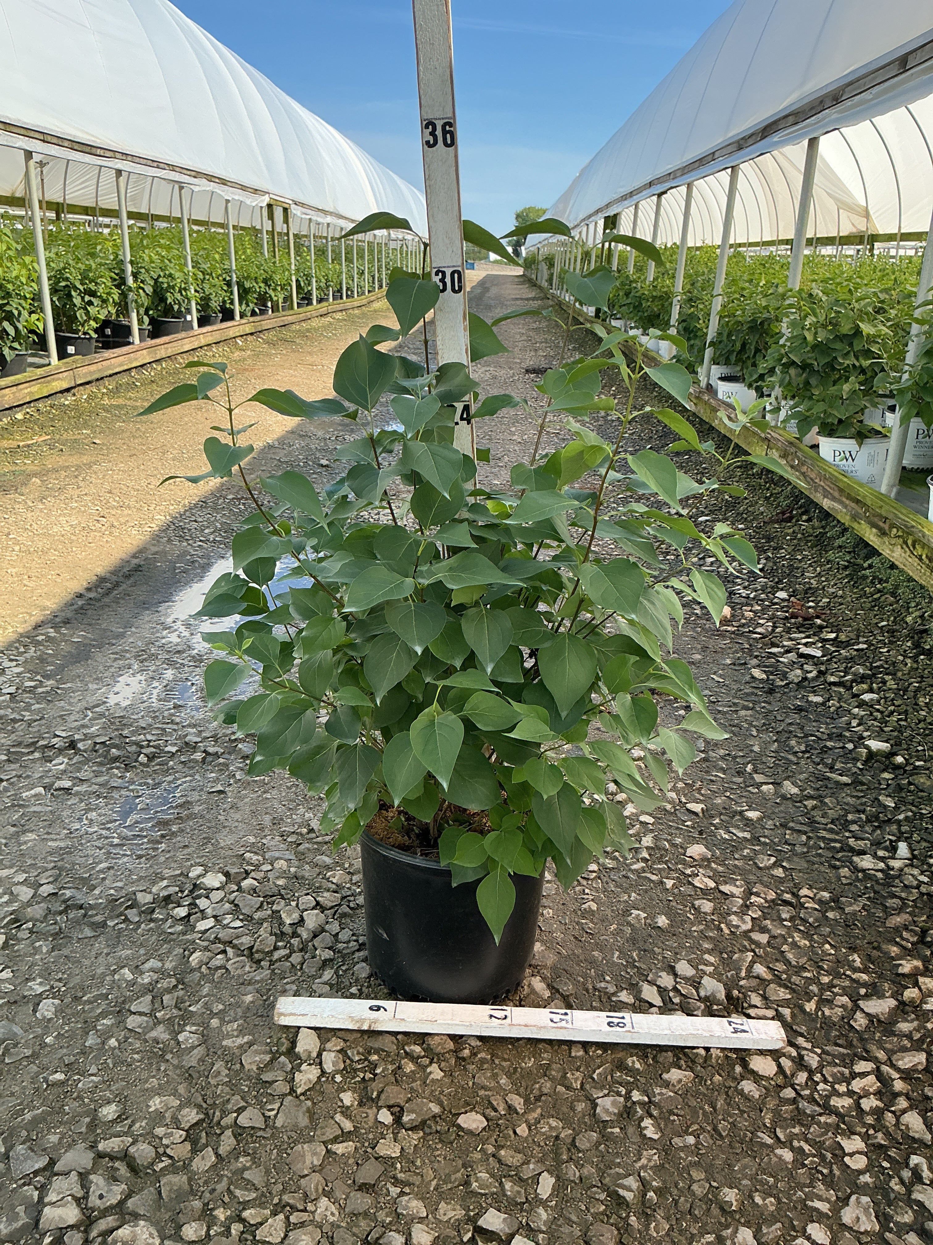 Syringa 'New Age Lavender'