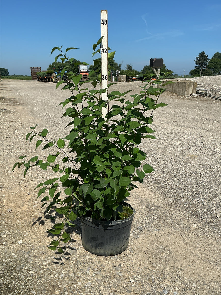 Syringa x hyacinthiflora 'Declaration' â€” G5 24