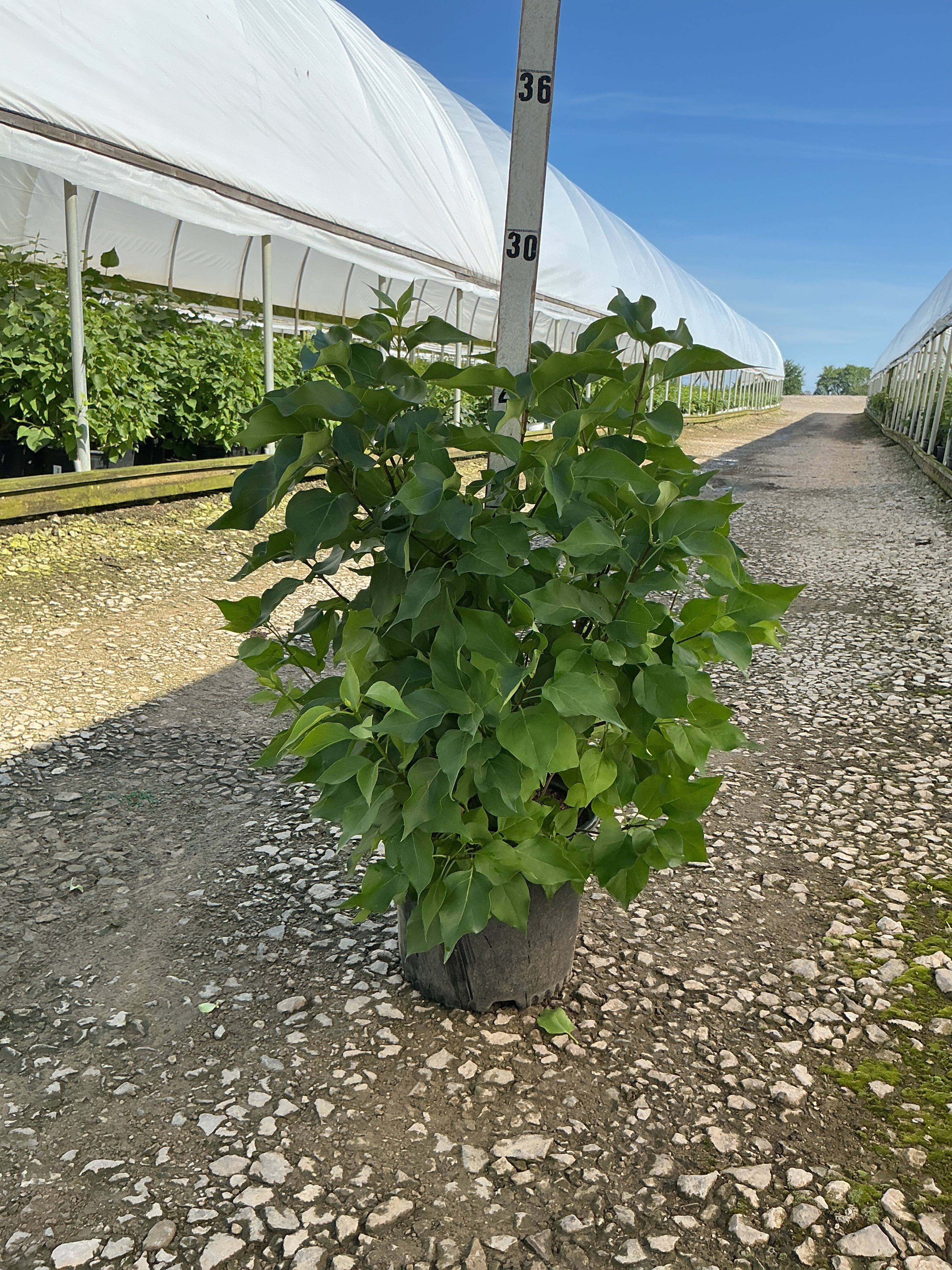 Syringa 'New Age White'
