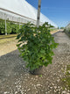 Syringa 'New Age White'