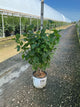 Syringa x 'Scentara Double Blue'