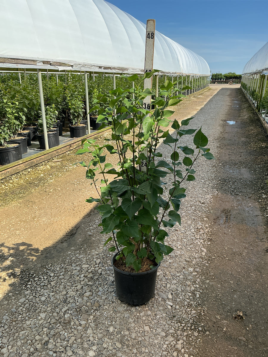 Syringa x hyacinthiflora 'Declaration' â€” G3 24-30