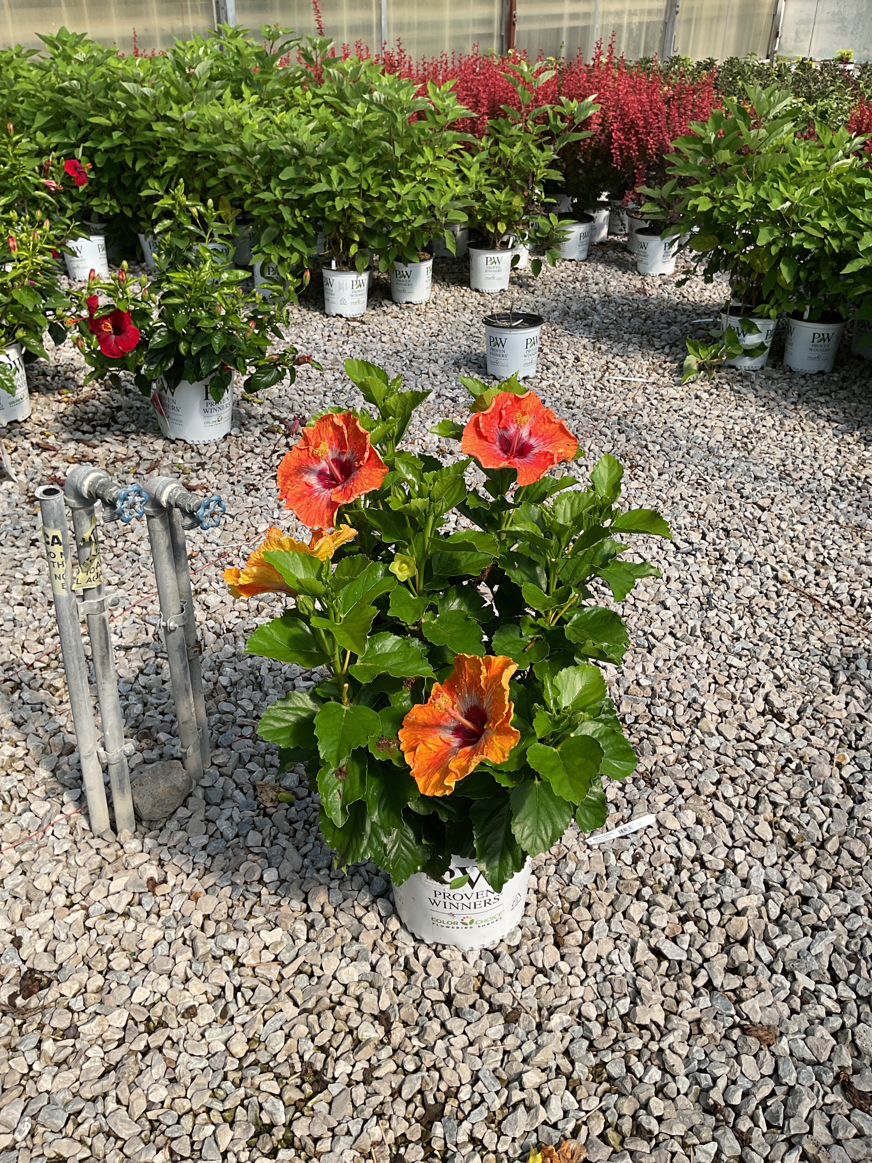 Hibiscus rosa-sinensis Heartthrob™