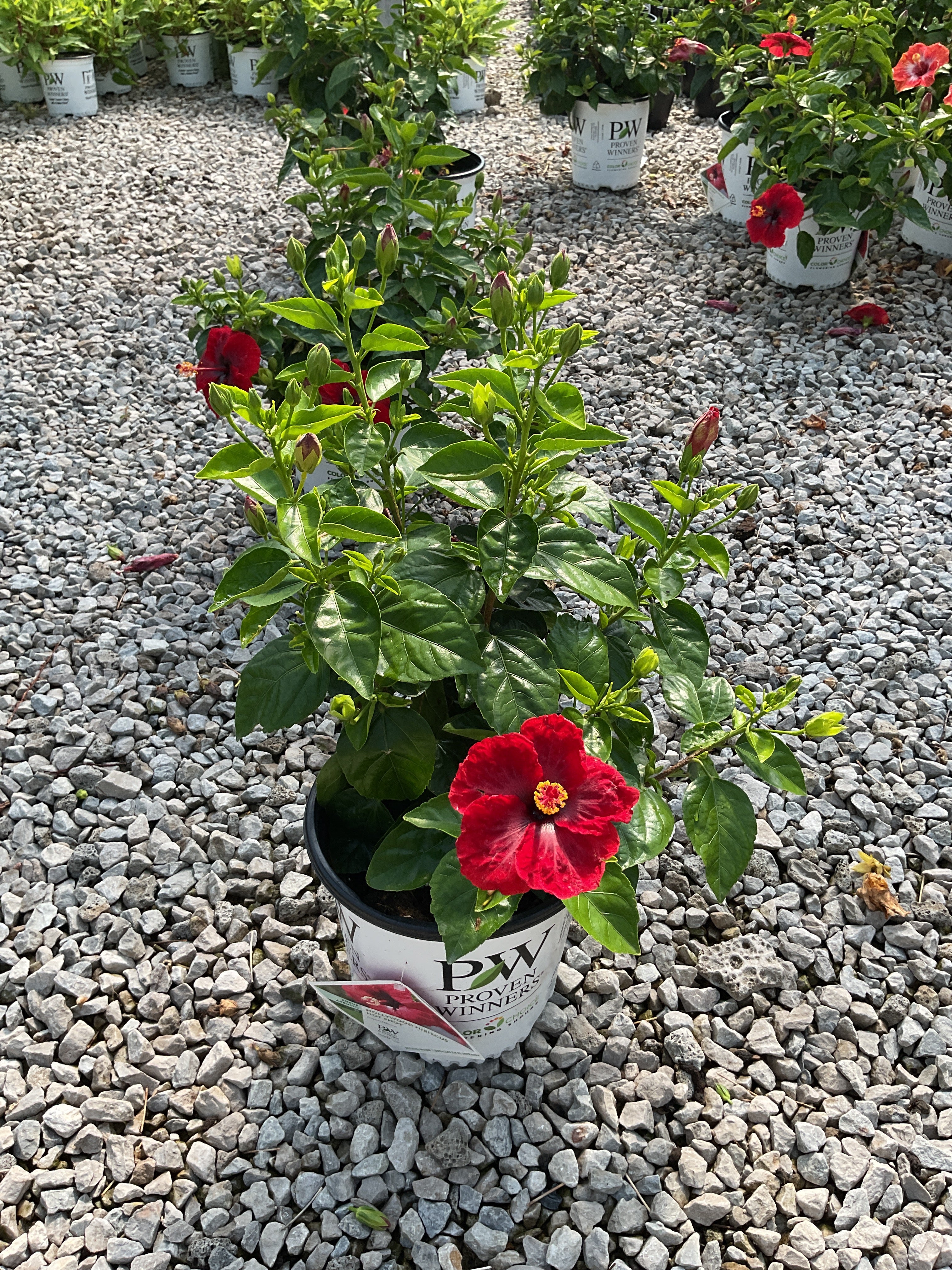 Hibiscus rosa-sinensis Hot Shot™