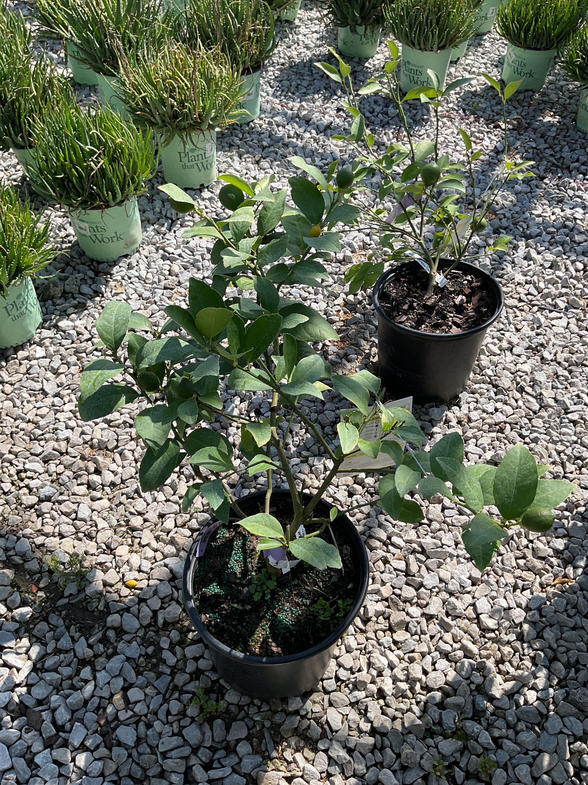 Citrus x limon 'Meyer'