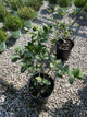 Citrus x limon 'Meyer'