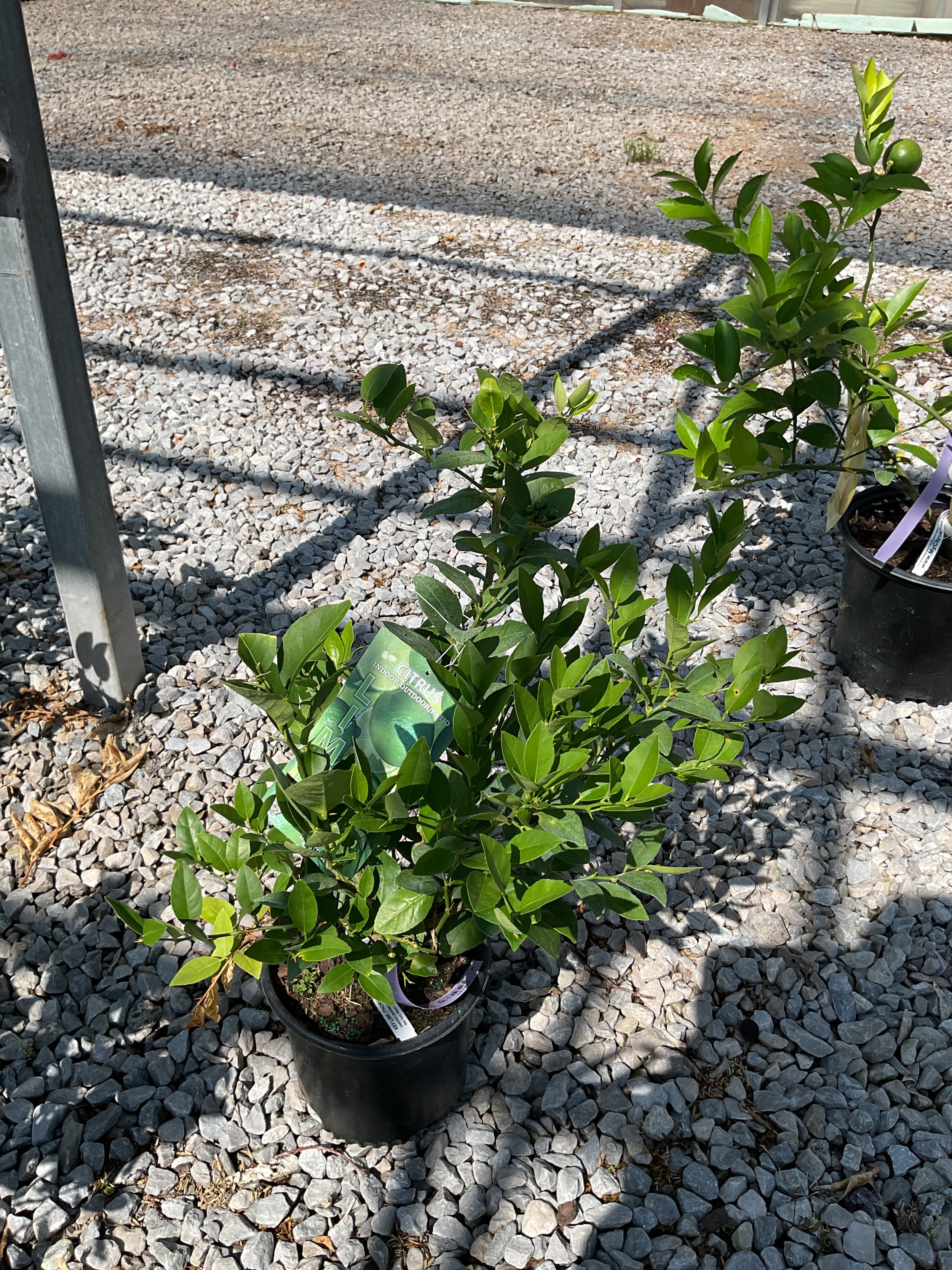 Citrus x aurantiifolia Key Lime