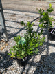 Citrus x aurantiifolia Key Lime