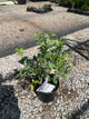 Citrus x aurantiifolia Key Lime