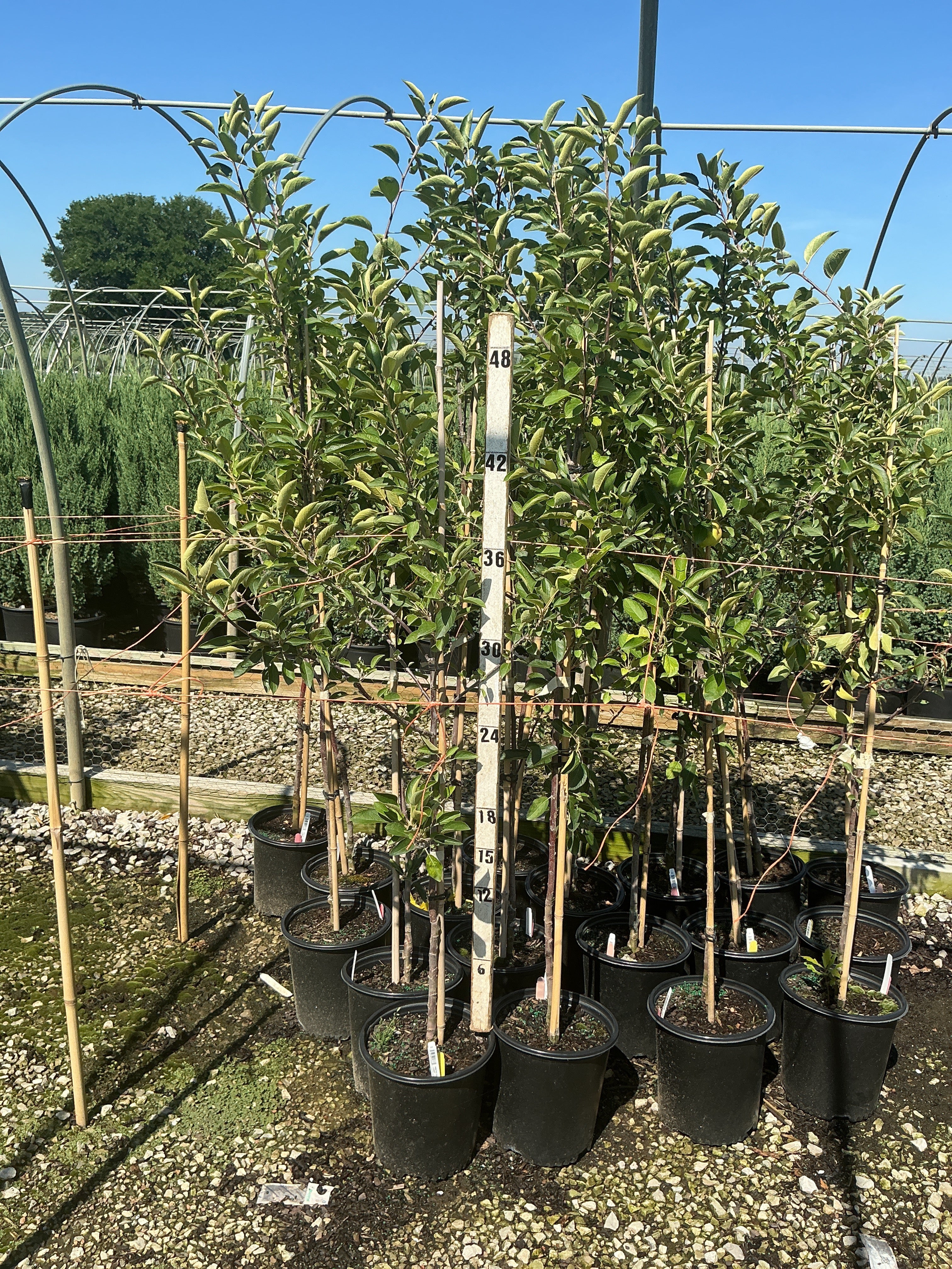 Malus 'Fruit Braeburn'