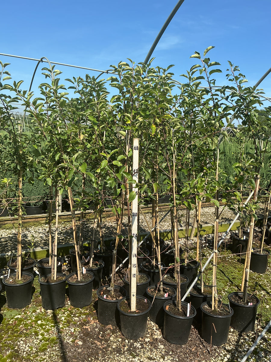 Malus 'Fruit Gala' â€” G2 36