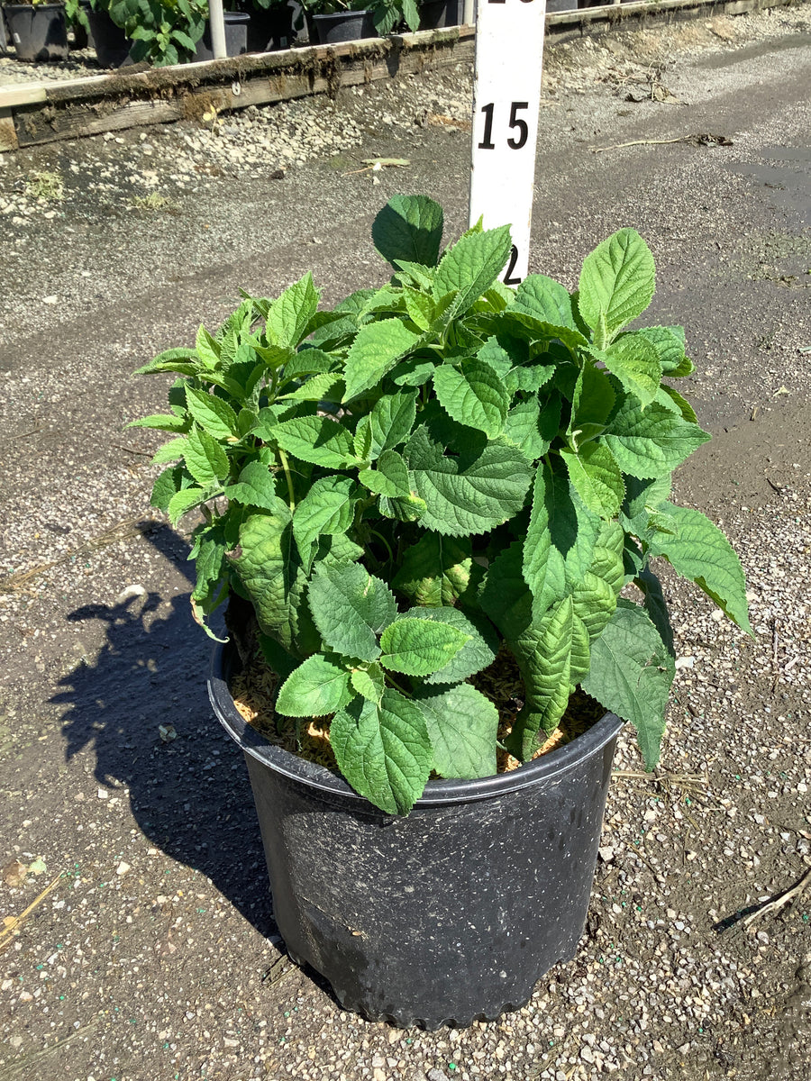 Hydrangea arborescens 'Annabelle' â€” G3
