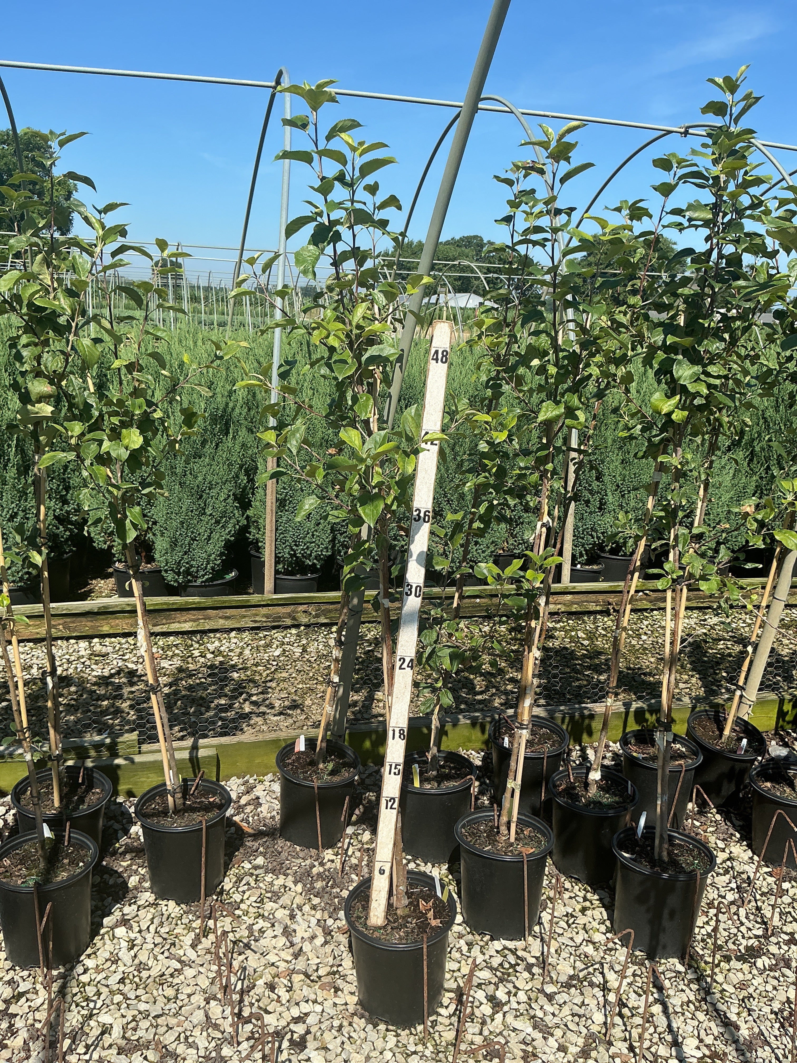 Malus 'Fruit Honeycrisp'