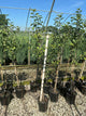 Malus 'Fruit Honeycrisp'