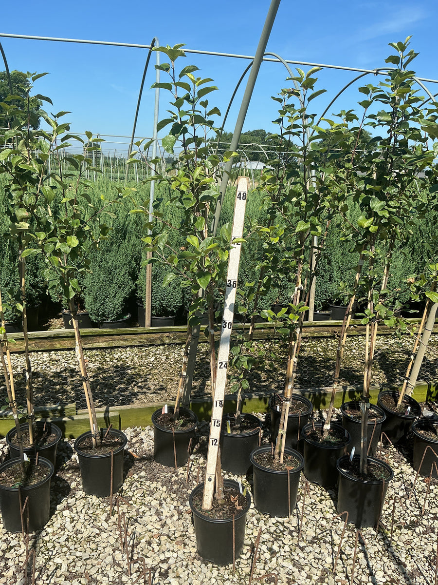 Malus 'Fruit Honeycrisp' â€” G2 36