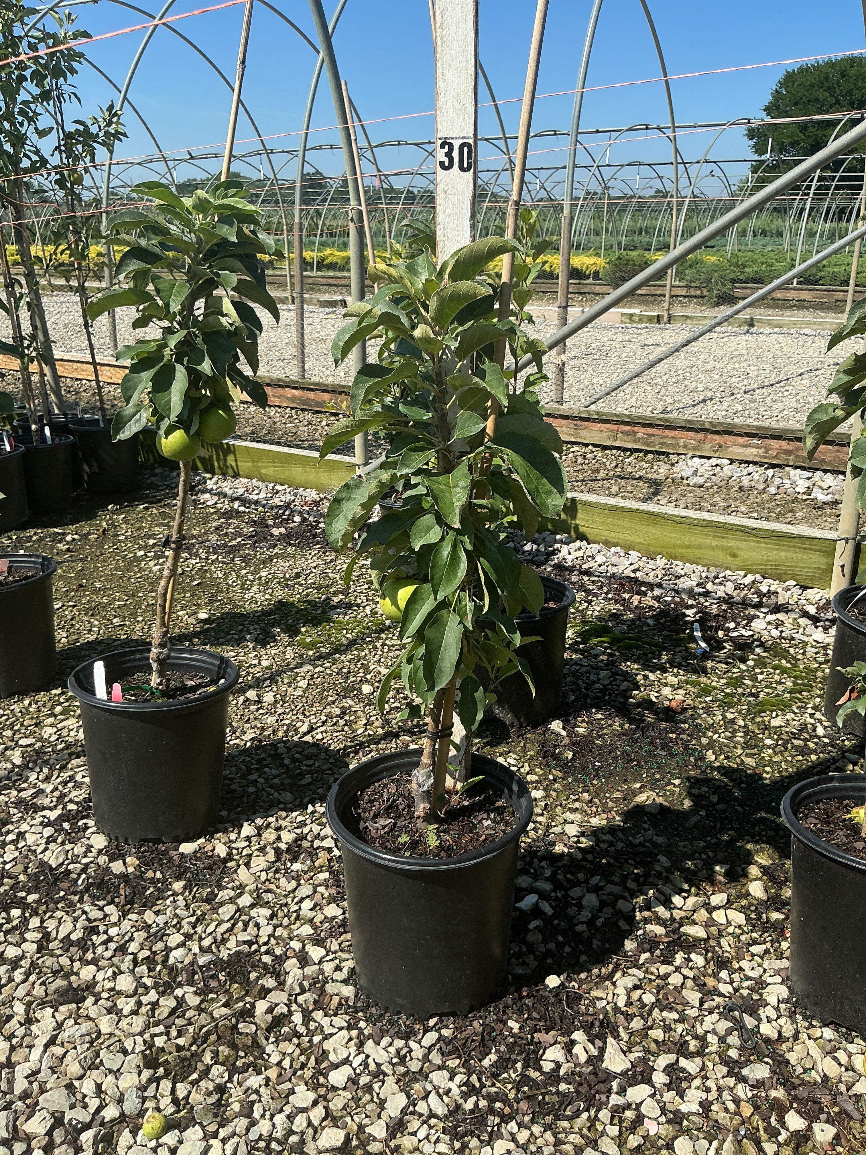 Malus 'Fruit Tangy Green'