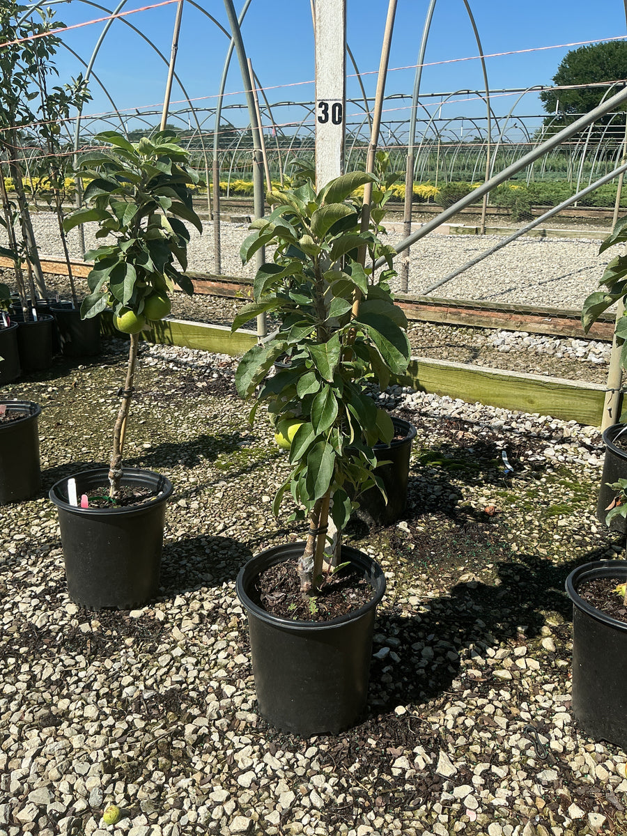 Malus 'Fruit Tangy Green' â€” G2