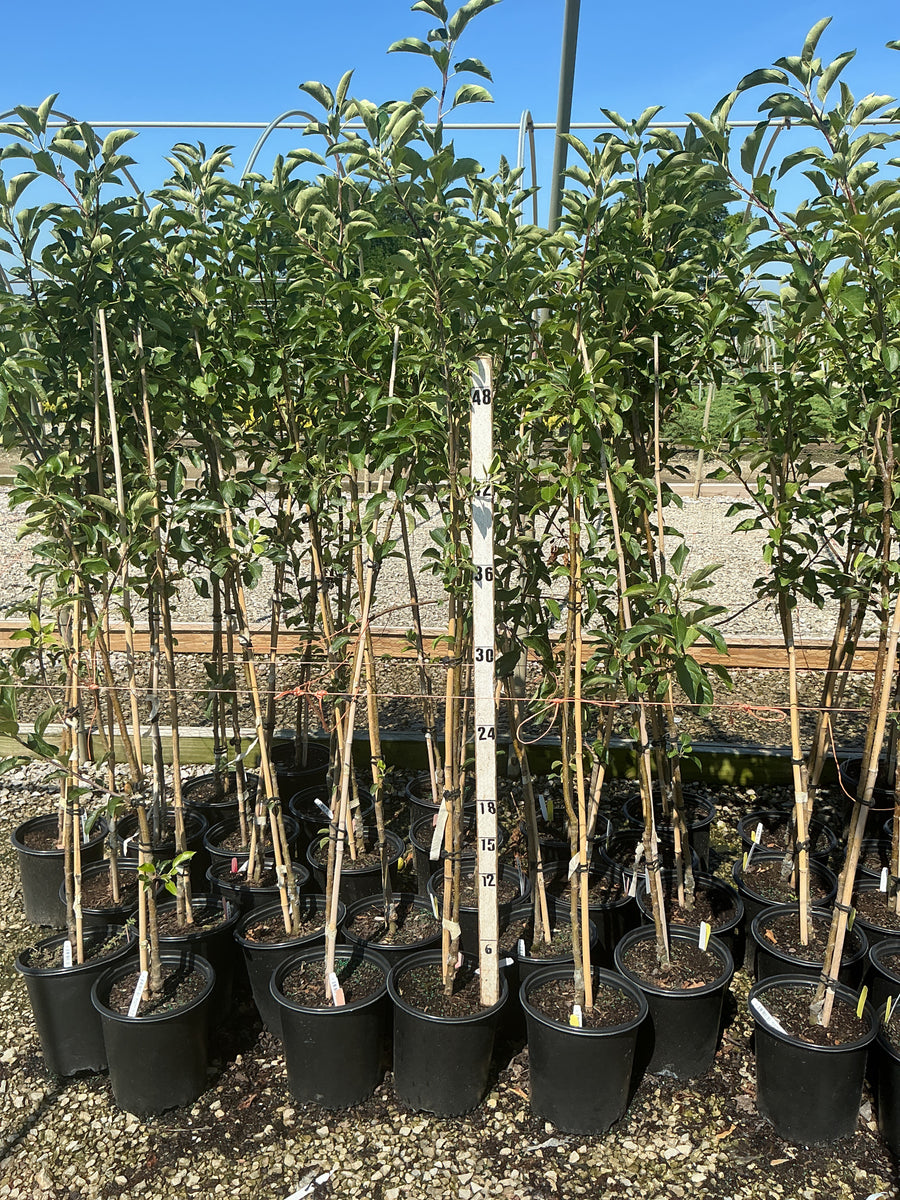 Malus 'Fruit Yellow Delicious' â€” G2 36